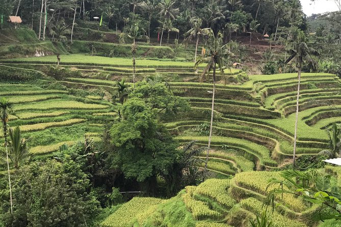 Ubud Private Tour : Best Of Ubud - Guided Tour - Gunung Kawi Sebatu Temple and the Dewa Wisnu pools