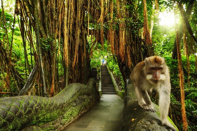 Ubud Skip the line Monkey Forest Sanctuary Ticket and Guided Tour - Key things to know before you go