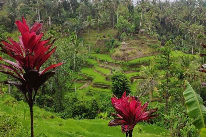 UBUD Spring Temple, Waterfall, Rice Terraces Private Tour - Private car comfort plus on-board commentary