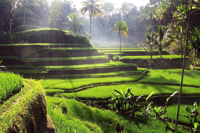 UBUD : Temple and Waterfall All Inclusive Day Tour - The logistics that affect your day: 8 hours, 8:30 AM start, and private comfort