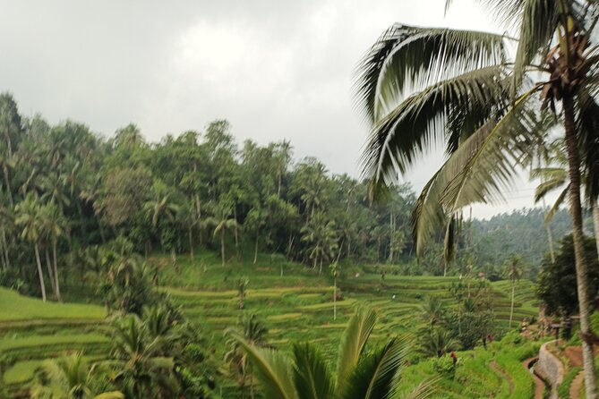 UBUD : Temple and Waterfall All Inclusive Day Tour - Coffee Luwak stop and how to treat it: short, free, and good for orientation