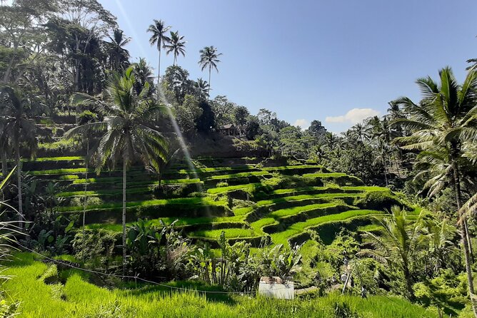 Ubud Tour - Highlights of Ubud - Key Points You Should Know Before You Go