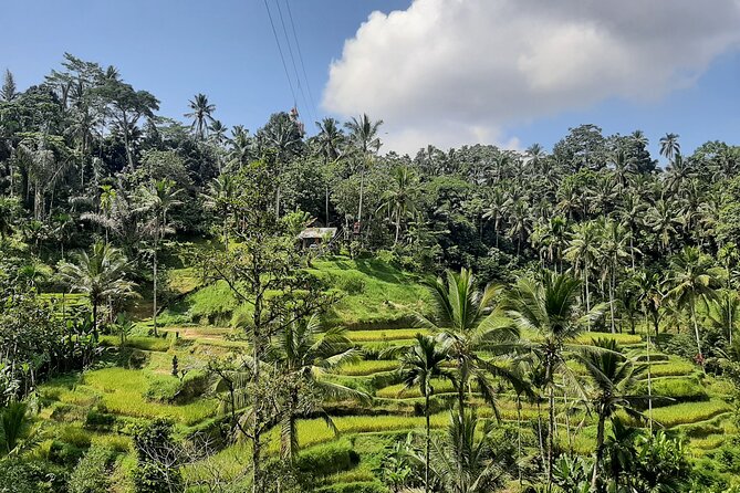 Ubud Tour - Highlights of Ubud - Tegalalang Rice Terrace and Swing Photo Moment