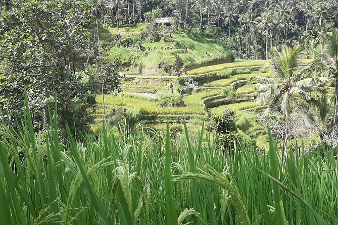 Ubud Tour - Highlights of Ubud - Sacred Monkey Forest Sanctuary: Beautiful Setting, Real Animals