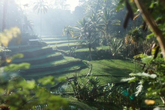 Ubud Tour Water Temple with Jungle Swing - Why this Ubud day mixes temples, terraces, and a Jungle Swing