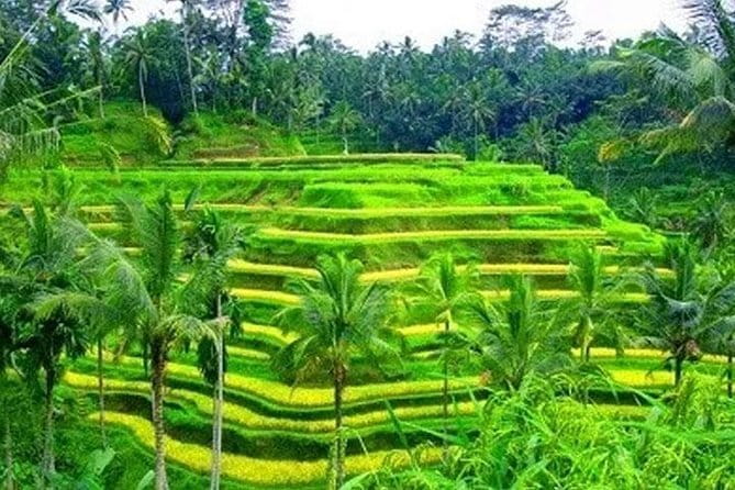 Ubud Tour Water Temple with Jungle Swing - Tegalalang Rice Terraces: subak irrigation and photo worthy timing