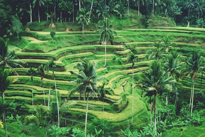 Ubud Trip, The Best of Ubud in a day - All Inclusive - Tegenungan waterfall: the big payoff, with a realistic swim note
