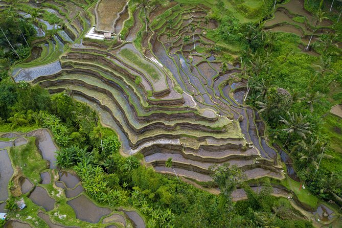 Ubud White Water Rafting, Rice Terrace and Jungle Swing - Who This Ubud Combo Fits Best