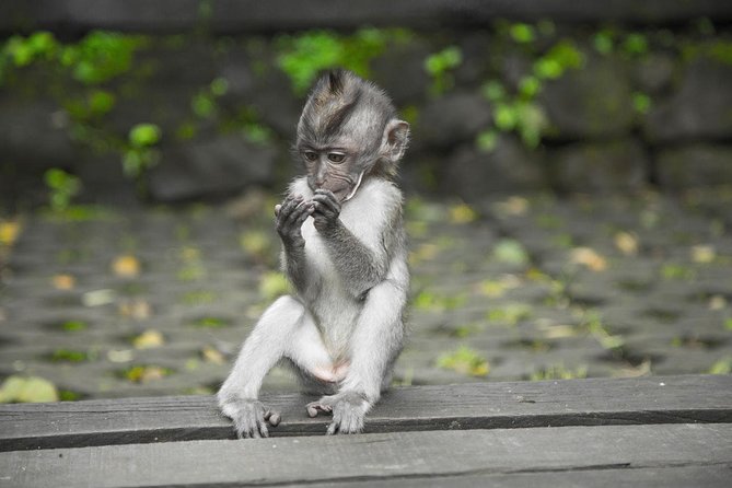 Ultimate Ubud - Why This Ubud Day Itinerary Works When You’re Short on Time