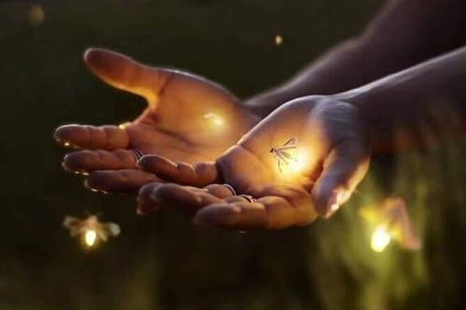 VIllage Firefly Night Tour - Ubud Bali - Key highlights before you go