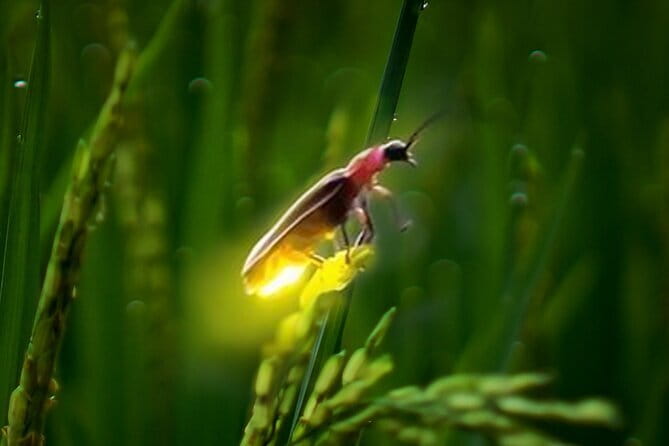 VIllage Firefly Night Tour - Ubud Bali - Who should book Pemulan’s firefly night tour (and who might not)