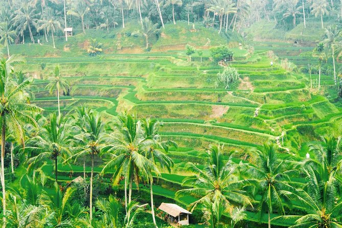 Volcano Jeep Adventure and Ubud Tour - Who should book, and who might want a different plan