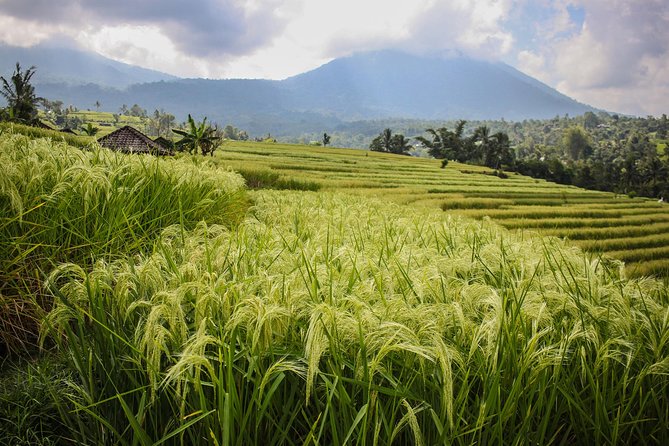 West Bali Tour: Taman Ayun, Ulun Danu Beratan, Jatiluwih Rice Terrace, Tanah Lot - Price and Value: Is $45 a Fair Deal?