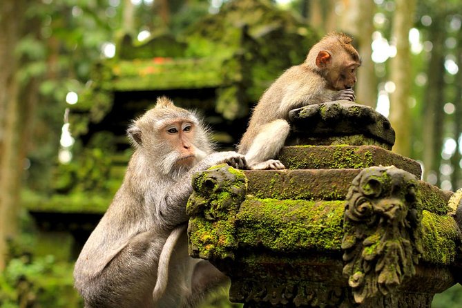 Wonderful Of Ubud Tours - Tegenungan Waterfall: The Long Visual Finish